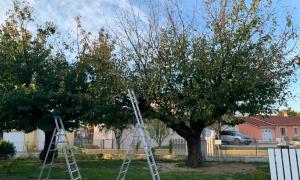 Travaux de jardinage  Bourg-en-Bresse