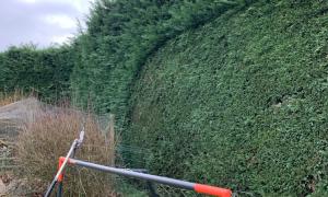 Taille de haie - Travail réalisé à Viriat et Saint Denis lès Bourg